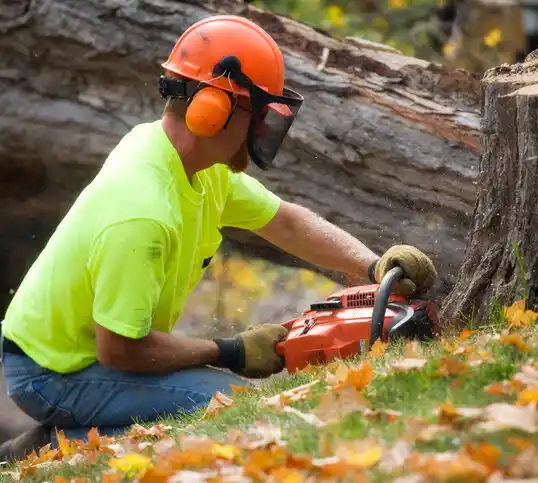 tree services Perth Amboy